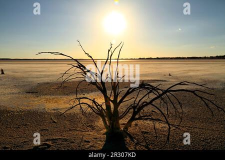 Dead Tree am Lake Ninan Salt Lake, Victoria Plains, Westaustralien Stockfoto