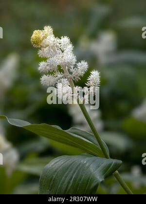 Die Blütenverengung des Falschspikenards (Maianthemum racemosum) in einem Frühlingsgarten Stockfoto