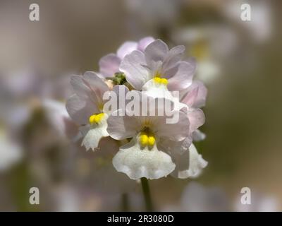 Blumen von Nemesia „Wisley Vanilla“ in einer Bettwäsche in einem Garten im Sommer Stockfoto