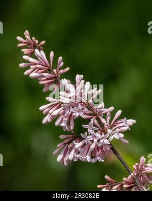 Nahaufnahme der Blüten von Syringa x Josiflexa „Bellicent“ in einem Garten im Frühling Stockfoto