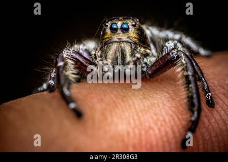 Nahaufnahme einer schwarzen Springspinne auf menschlichem Finger und natürlichem Hintergrund, menschliche Haut, Insektenfoto, selektiver Fokus. Stockfoto