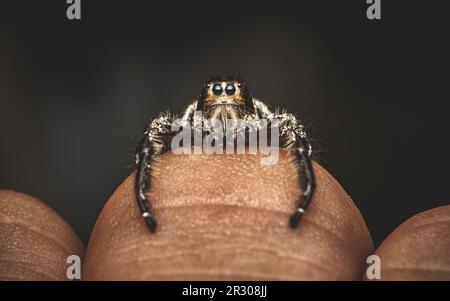 Nahaufnahme einer schwarzen Springspinne auf menschlichem Finger und natürlichem Hintergrund, menschliche Haut, Insektenfoto, selektiver Fokus. Stockfoto