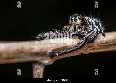 Nahaufnahme eine schwarze Springspinne auf einem trockenen Ast hat einen Dorn und natürlichen Hintergrund, Insektenfoto, selektiver Fokus. Stockfoto