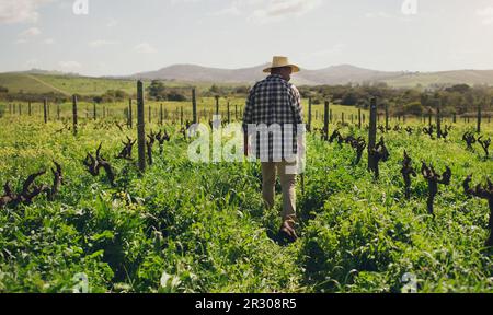 Natur, Rücken eines schwarzen Bauern und auf einer Farm, die mit einem Hut arbeitet. Landwirtschaft oder ländliche Umwelt, Nachhaltigkeit und Rückblick des Mannes Stockfoto