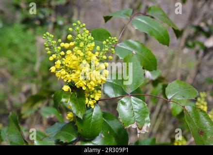 Mahonia aquifolium, Oregons Traubenmahonie oder Holly-Leaf-Berberry-Blüte im Frühlingsgarten. Mahonia ist ein immergrüner Strauch mit Zahn- und Stachelzahn Stockfoto