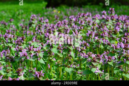 Lamium purpureum, auch bekannt als rote tote Nesseln, violette tote Nesseln, rote Hähnchen, violettes Erzengel oder Velikdench, wichtiger Frühbienen- und Schmetterlingsnektar Stockfoto