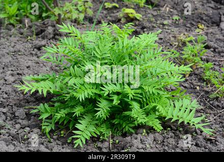 Anbau von Polemonium caeruleum, Jacob's-Ladder oder griechischer Baldrian, mehrjährige Blütenpflanzen im Garten. Jacobs-Leiter (Polemonium caeruleum) ist ein w Stockfoto