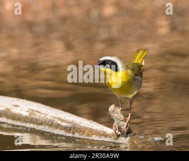 Ein gewöhnlicher Gelbhals gleicht sich über einen Fluss aus Stockfoto