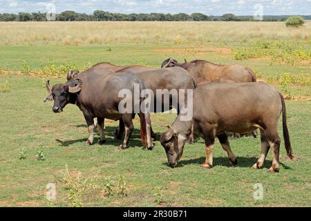 Asiatische Wasserbüffel (Bubalus bubalis), die auf offenen Ebenen weiden Stockfoto