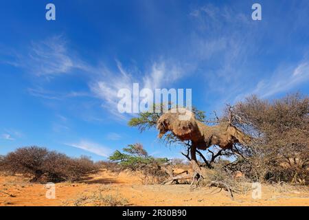 Dornbaum mit riesigem Gemeinschaftsnest geselliger Weber (Philetairus socius), Südafrika Stockfoto