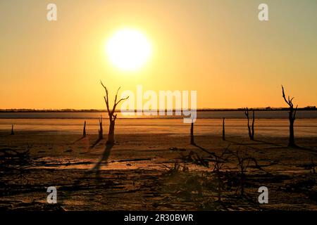 Dead Tree am Lake Ninan Salt Lake, Victoria Plains, Westaustralien Stockfoto