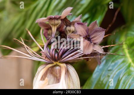 Blumenstränge und Armbänder von braunen sterbenden Tacca integrifolia oder weißen Fledermausblumen, australischer Küstengarten Stockfoto