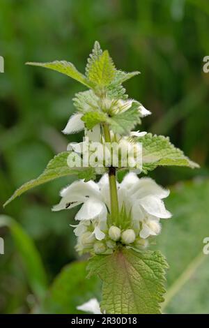 Nahaufnahme eines weißen Totnessels im Frühling mit weißen Blumen. Lamium-Album Stockfoto