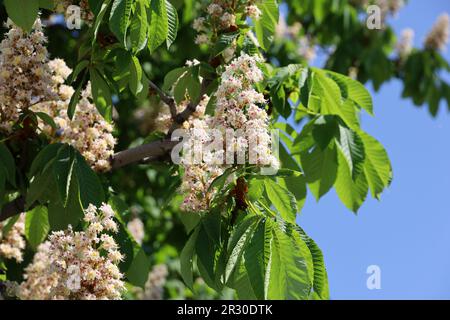 Kastanienblumen und grüne Blätter auf einem Baum im Frühling Stockfoto