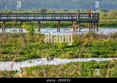 Ecopassage Observation Boardwalk über Feuchtgebiete und natürliche Alligatorhabitate im Paynes Prairie Preserve State Park in Micanopy, Florida. (USA) Stockfoto