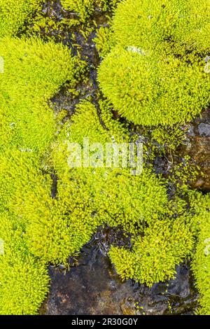Nahaufnahme von grünem Moos mit Wassertropfen Stockfoto