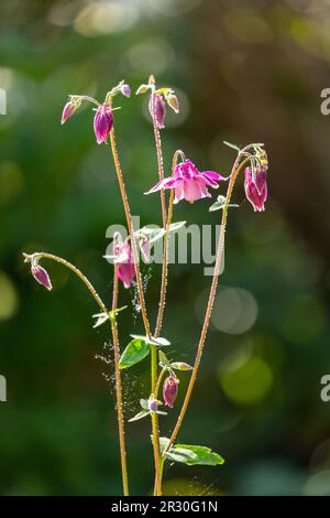 Zu den gebräuchlichen Namen von Aquilegia vulgaris gehören: Europäische Kolumbinen, gemeinsame Kolumbinen, Großmutters Schlummertrunk und Großmutters Haube Stockfoto