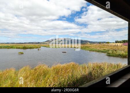 RSPB Loch Leven Nature Reserve, Kinross, Schottland Stockfoto