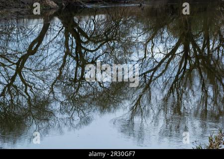 Reflexion von Bäumen in der Spiegeloberfläche des Sees des Stadtteiches. Frühlingsfoto. Stockfoto