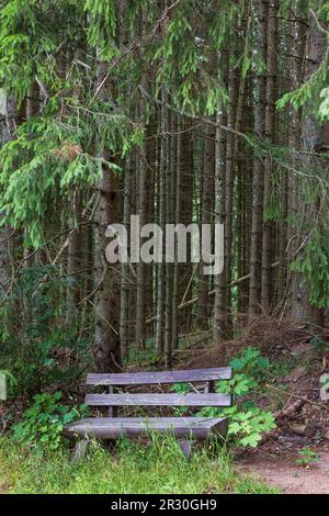 Schöner Schwarzwaldwald im Südwesten Deutschlands Stockfoto