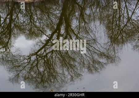 Reflexion von Bäumen in der Spiegeloberfläche des Sees des Stadtteiches. Frühlingsfoto. Stockfoto