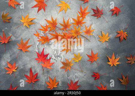 Thanksgiving-Konzept aus roten und orangefarbenen Ahornblättern auf dunklem Hintergrund. Herbstsaison. Flach liegend, Draufsicht Stockfoto