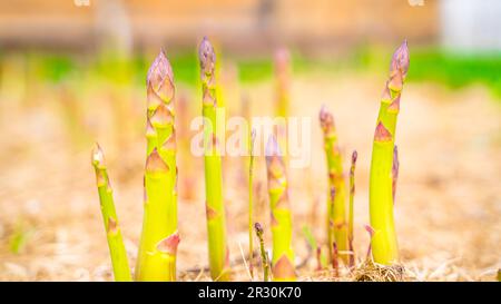 Spargelsprossen wachsen in einer Nahaufnahme eines Gartenbetts auf einem unscharfen Hintergrund Stockfoto