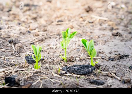 Junge Blätter einer aufsteigenden jungen Erbse, die im Boden auf einem Gartenbeet wachsen. Leguminosen im Garten anbauen Stockfoto