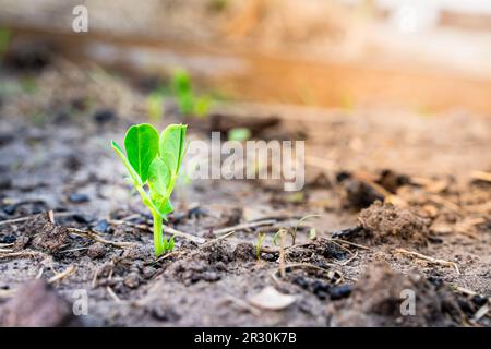 Junge Blätter einer aufsteigenden jungen Erbse, die im Boden auf einem Gartenbeet wachsen. Leguminosen im Garten anbauen Stockfoto