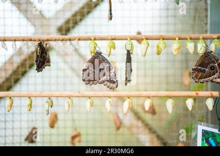 Schmetterlinge Chrysalis auf einem Zweig in der Schmetterlingsfarm im Botanischen Garten in Prag, Europa Stockfoto