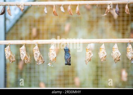 Schmetterlinge Chrysalis auf einem Zweig in der Schmetterlingsfarm im Botanischen Garten in Prag, Europa Stockfoto