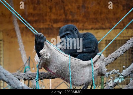 Ein weiblicher Gorilla in Gefangenschaft, der auf einer Hängematte ruht Stockfoto