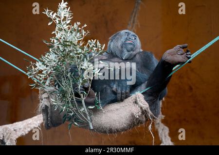 Ein weiblicher Gorilla in Gefangenschaft ruht auf einer Hängematte, während er Blätter von einem Ast isst Stockfoto