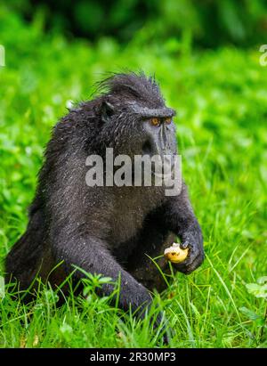 Celebes Crested Macaque isst Obst. Indonesien. Sulawesi. Stockfoto