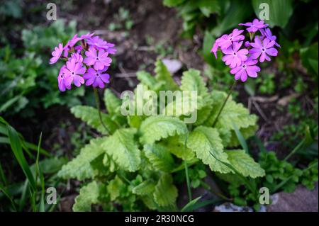 Rosa Blumen von siebold Primrose. Selektiver Fokus. Stockfoto