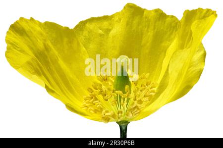 Gelber Mohn – Nahaufnahme mit Stigma, Anthers und Pollen (eine Blüte entfernt Stockfoto