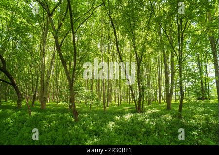 Ein noch junger Laubwald im Frühjahr Stockfoto