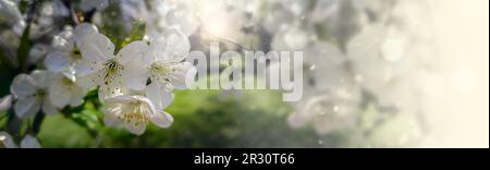 Nahaufnahme von Apfelblüten auf unscharfem Hintergrund Stockfoto