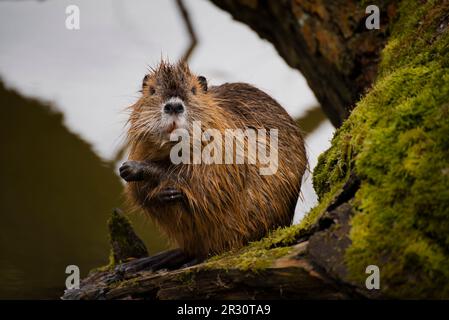 Der Fluss Nutria ist ein größeres Nagetier aus der Nutria-Familie. River Nutria, schüchtern am Fluss. Stockfoto