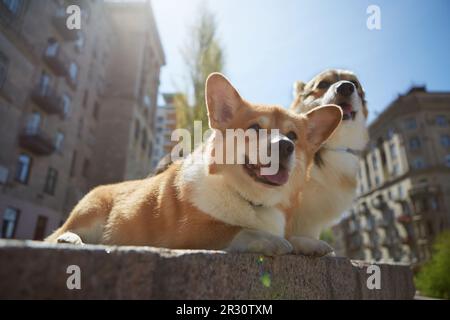 Süße Corgis liegen in der hellen Sonne draußen. Ein paar braune Pembroke Welsh Corgi Hunde, die sich im Stadtzentrum ausruhen Stockfoto