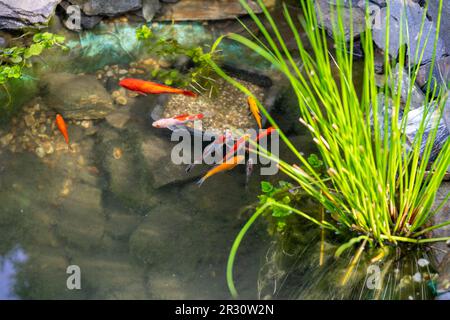 Fische schwimmen im Gartenteich Stockfoto