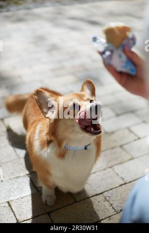 Komischer Pembroke Welsh Corgi Hund, der ein Eis ansieht und Lippen leckt. Hungriger Corgi Welpe, der nach einer Leckerei fragt Stockfoto