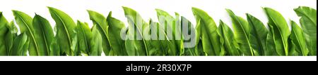 Bananenblätter Panorama isoliert auf weißem Hintergrund - Illustration ohne Früchte Stockfoto