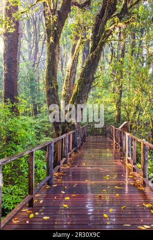 Ein leerer Teakholzsteg vorbei am Wolkenwald nach dem Regen. Der Nationalpark Doi Inthanon ist eine Touristenattraktion in Chiang Mai, Thailand. Stockfoto