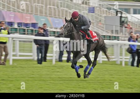 Epsom, Surrey, Großbritannien. 22. Mai 2023. Die Pferde John & Thady GosdenÕs, die im Betfred Derby und in Betfred Oaks laufen, trainieren am frühen Morgen auf dem berühmten Golfplatz, zwei Wochen vor dem Betfred Festival : Hier: RUNNING LION, RiRiaded by Oisin Murphy passiert die Tribünen und den Siegerposten. Kredit: Motofoto/Alamy Live News Stockfoto