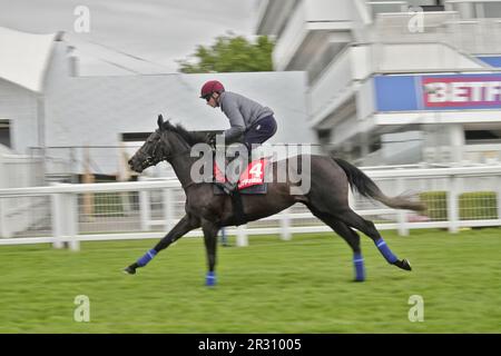 Epsom, Surrey, Großbritannien. 22. Mai 2023. Die Pferde John & Thady GosdenÕs, die im Betfred Derby und in Betfred Oaks laufen, trainieren am frühen Morgen auf dem berühmten Golfplatz, zwei Wochen vor dem Betfred Festival : Hier: RUNNING LION, RiRiaded by Oisin Murphy passiert die Tribünen und den Siegerposten. Kredit: Motofoto/Alamy Live News Stockfoto