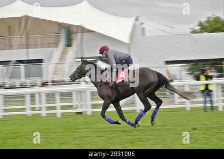 Epsom, Surrey, Großbritannien. 22. Mai 2023. Die Pferde John & Thady GosdenÕs, die im Betfred Derby und in Betfred Oaks laufen, trainieren am frühen Morgen auf dem berühmten Golfplatz, zwei Wochen vor dem Betfred Festival : Hier: RUNNING LION, RiRiaded by Oisin Murphy passiert die Tribünen und den Siegerposten. Kredit: Motofoto/Alamy Live News Stockfoto