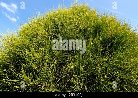 Oriental Arborvitae, Platycladus orientalis 'Franky Boy' Oriental Thuja Stockfoto