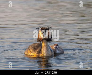 Ein eleganter Great Crested Grebe (Podiceps cristatus) mit einer einzigen Küken an einem See in Fleetwood, Blackpool, Lancashire, Großbritannien Stockfoto