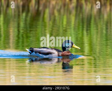 Eine einsame männliche Stockente (Anas platyrhynchos) auf einem See in Fleetwood, Lancashire, Großbritannien Stockfoto